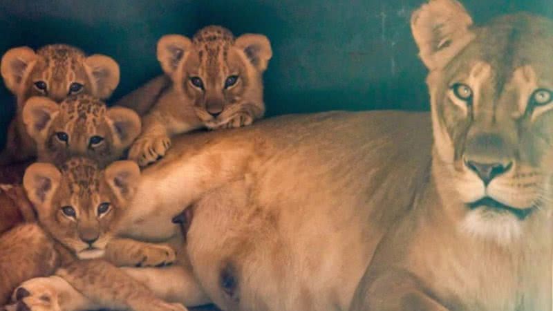 Foto: Reprodução/Instagram/@zoosaopaulo