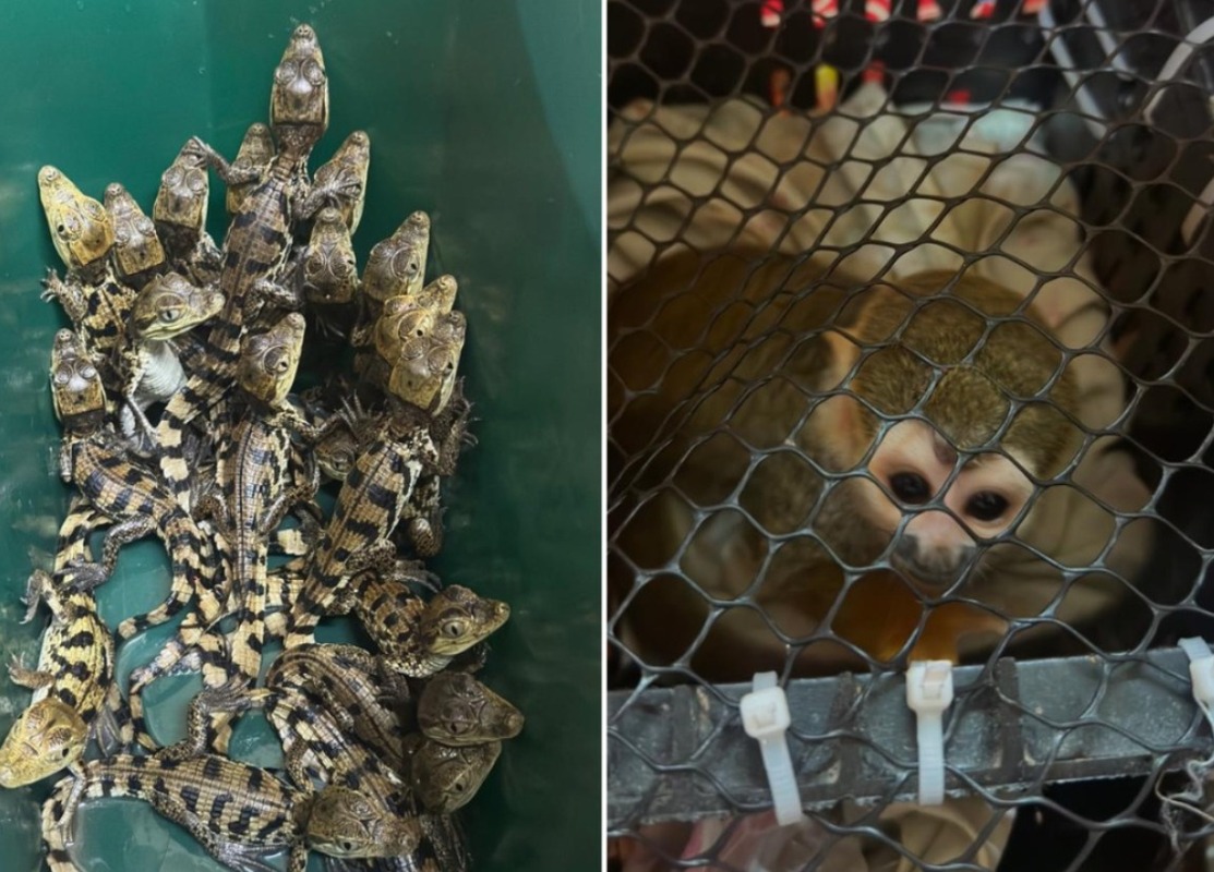 PM faz resgate inusitado de animais silvestres em rodovia de SP; veja fotos