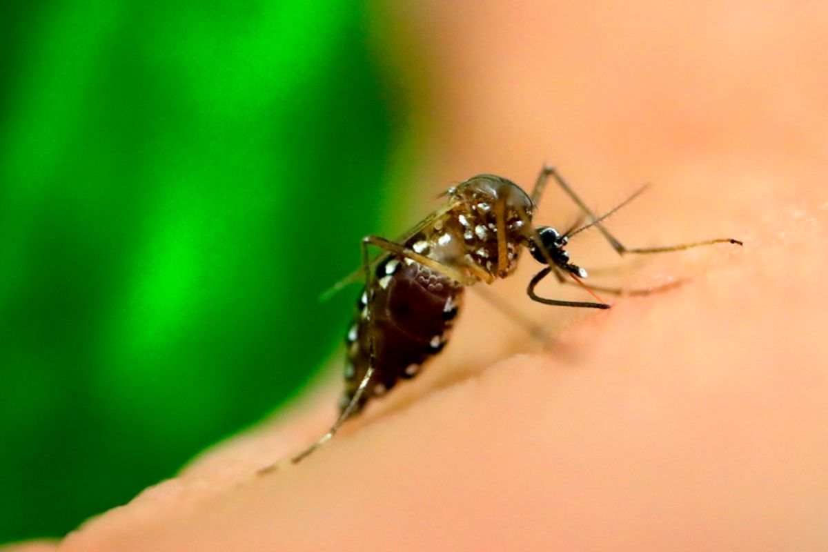 Dengue em São Paulo